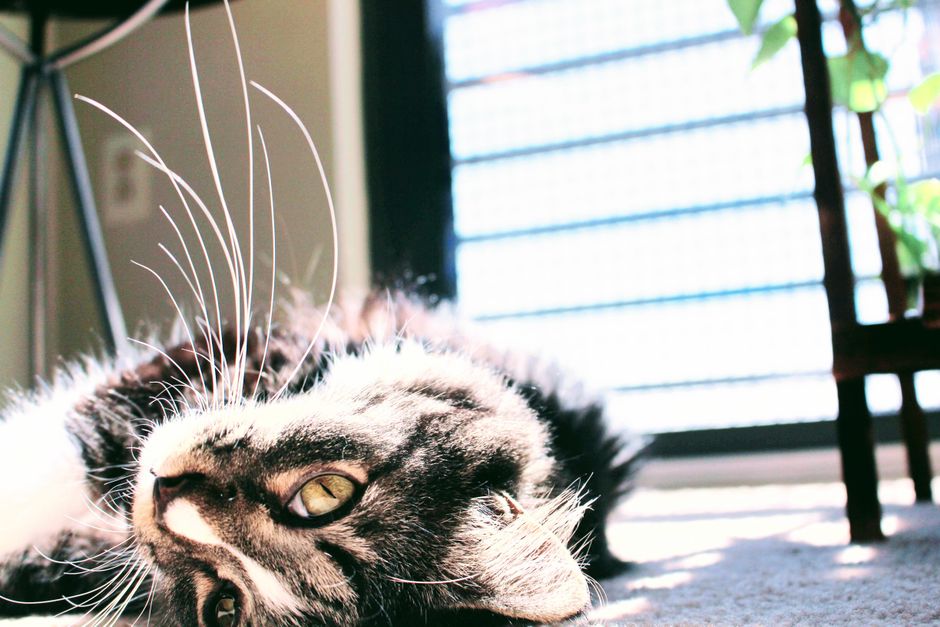 Playful cat