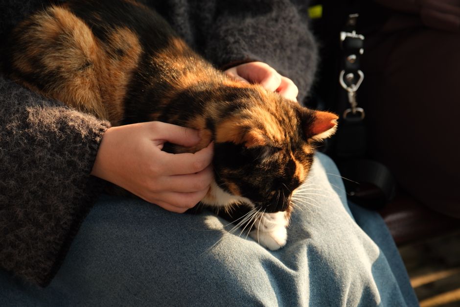 Cat and small-pet care
